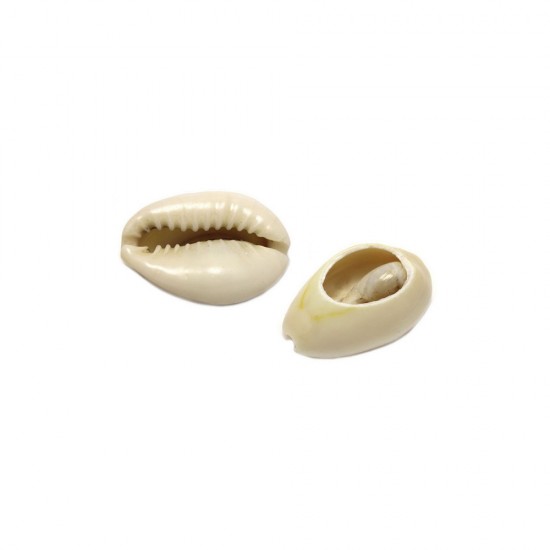 NATURAL SHELL 15-20mm (10 pieces)