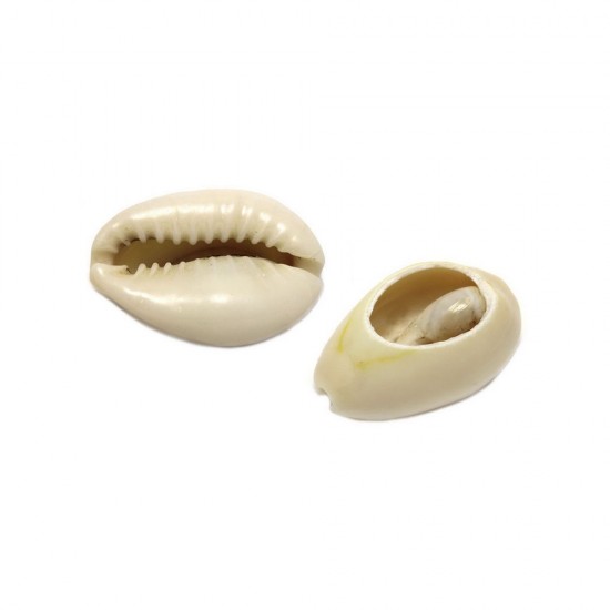 NATURAL SHELL 15-20mm (10 pieces)