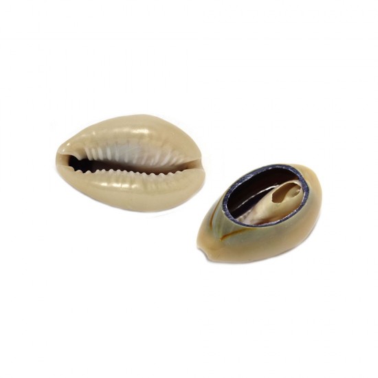NATURAL SHELL BEAIGE 15-20mm (10 pieces)